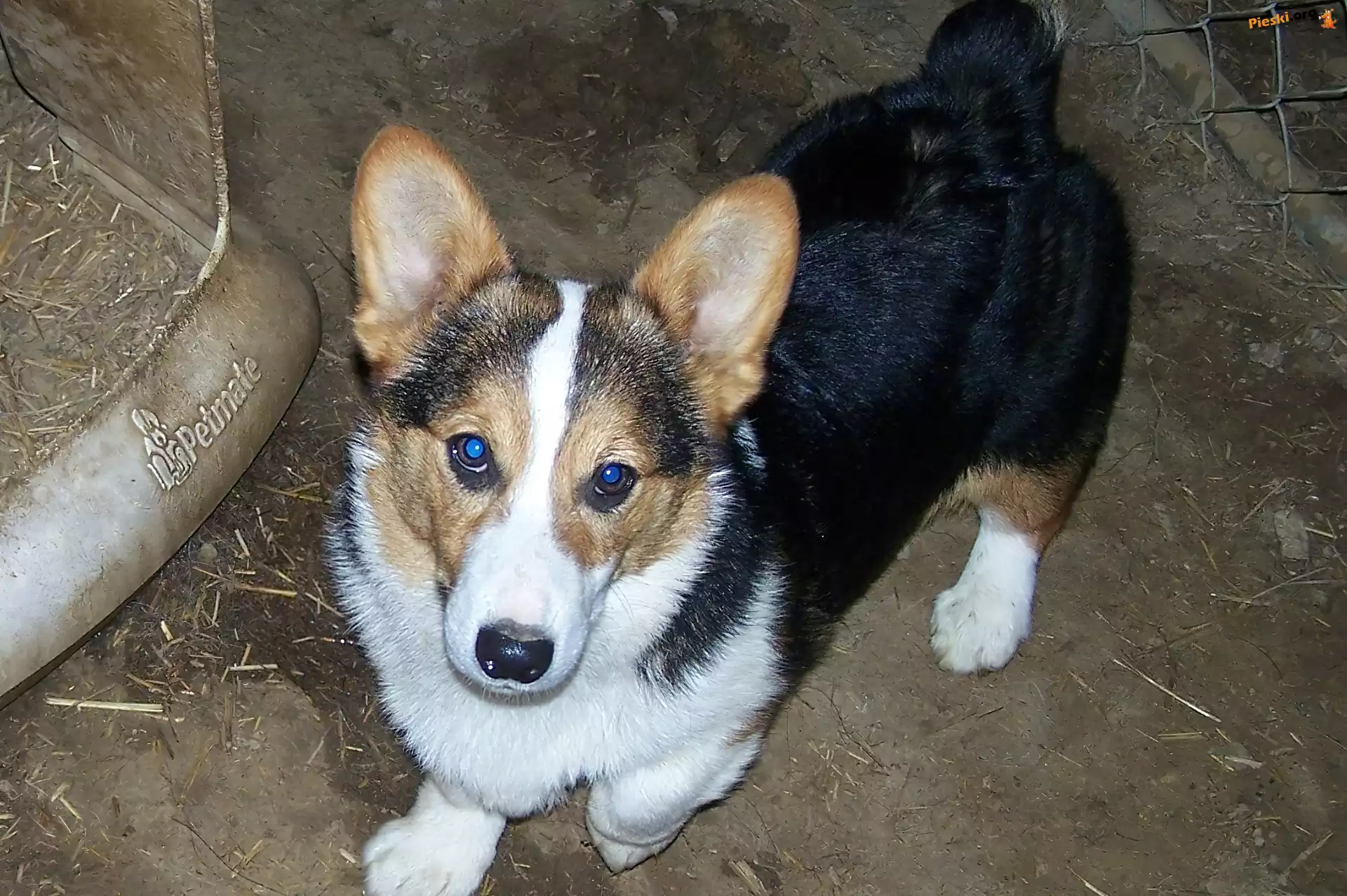 umaszczenie, podpalane, Welsh corgi pembroke, czarne