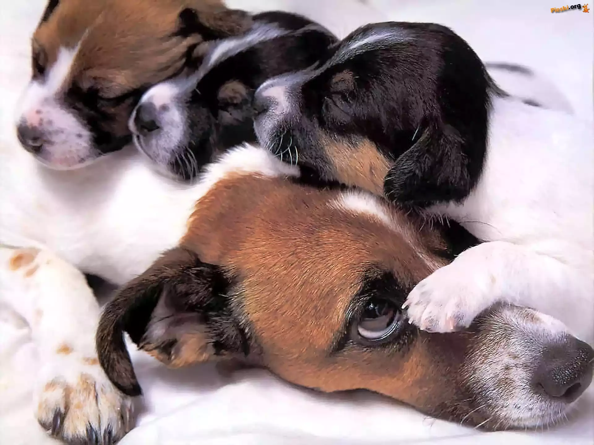 Beagle, Szczeniaki, Psia, Mama