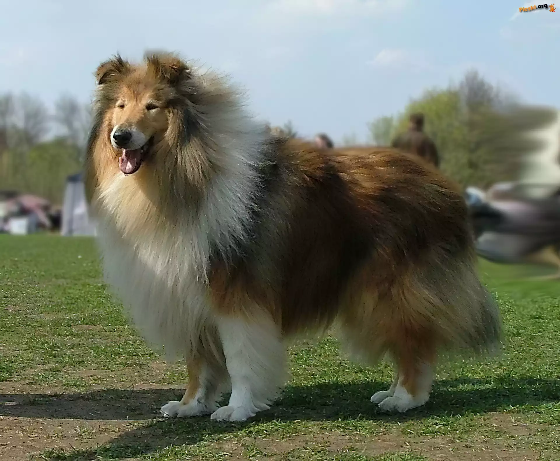 Długowłosy, Collie
