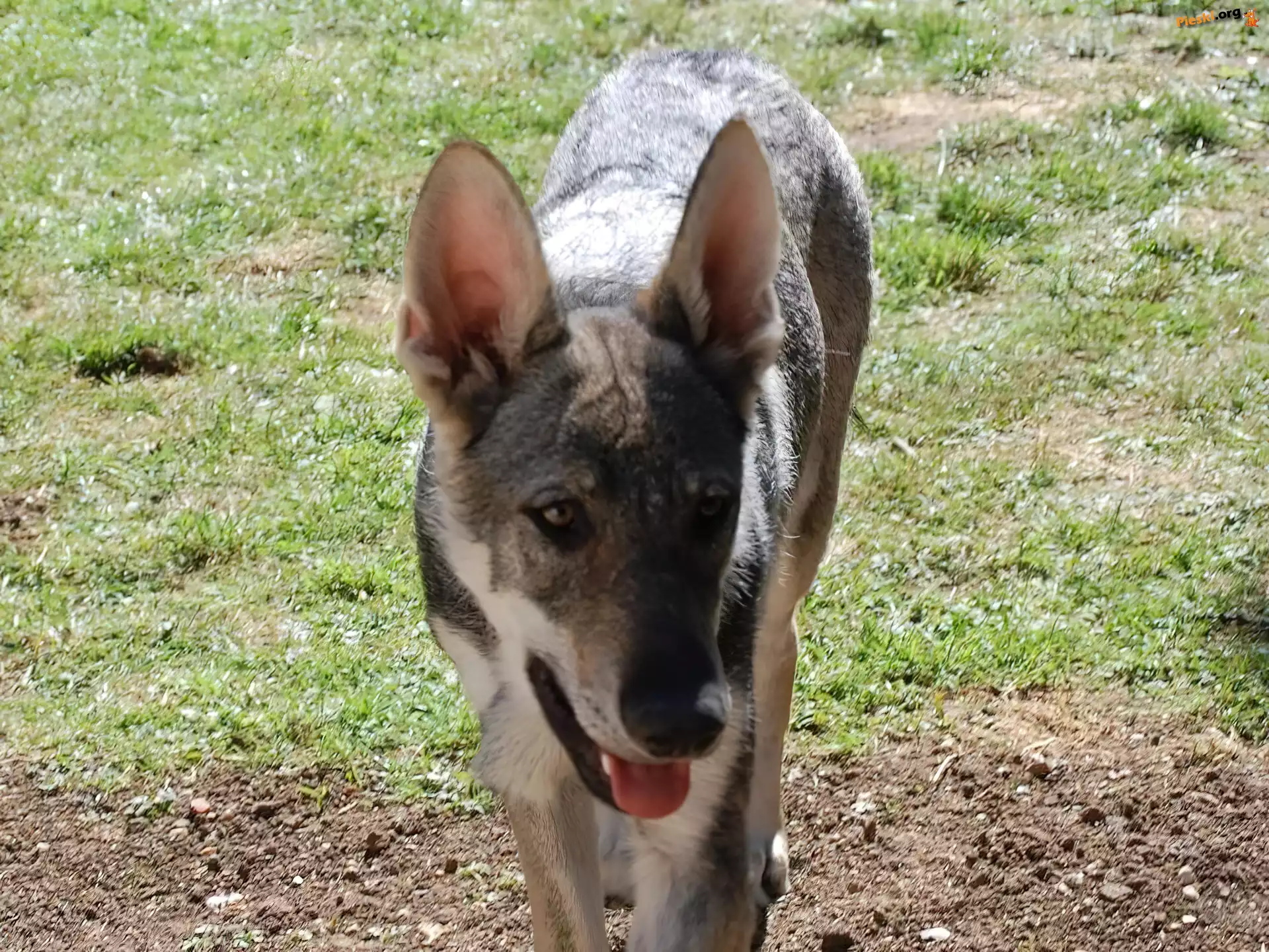 Saarlooswolfhond, uszy, postawione