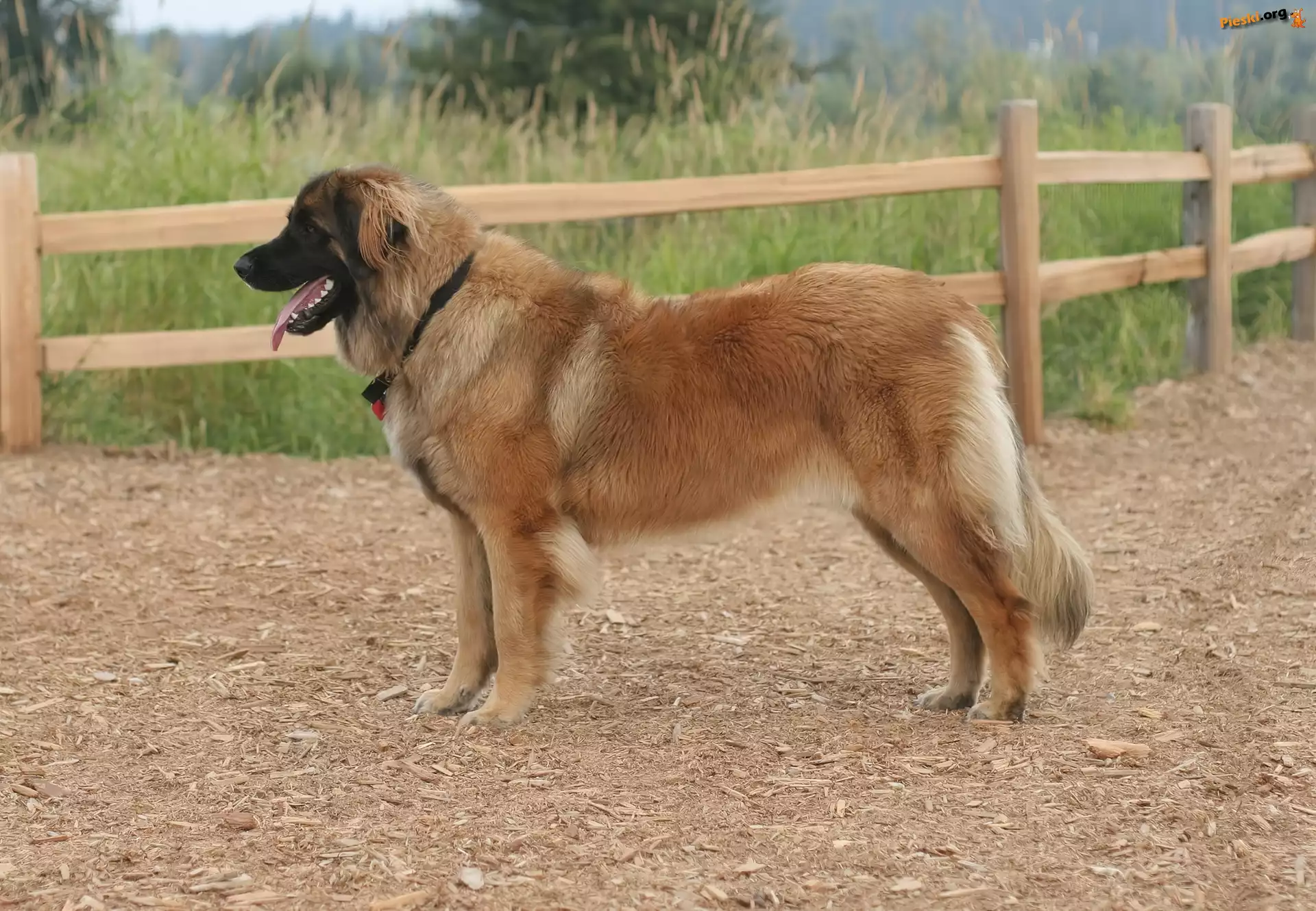 ogrodzenie, drewniane, Leonberger