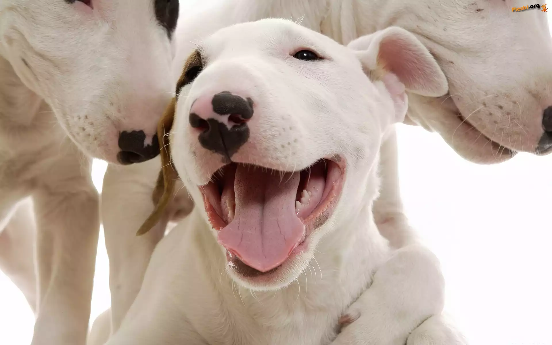 Pyszczki, Trzy, Pit Bull Terrier