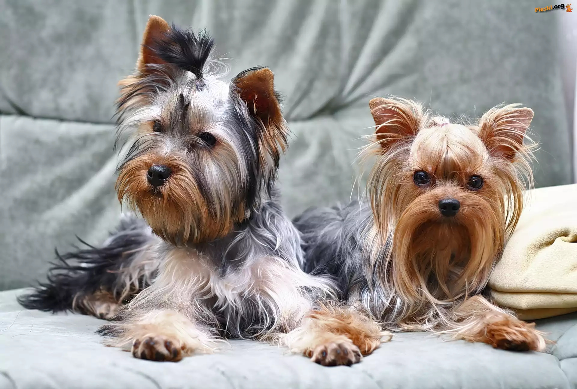 Kanapa, Yorki, Dwa
