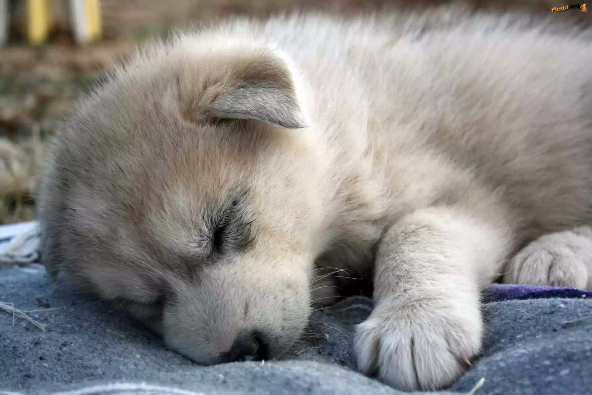 Łapka, Śpiący, Szczeniaczek, Siberian Husky