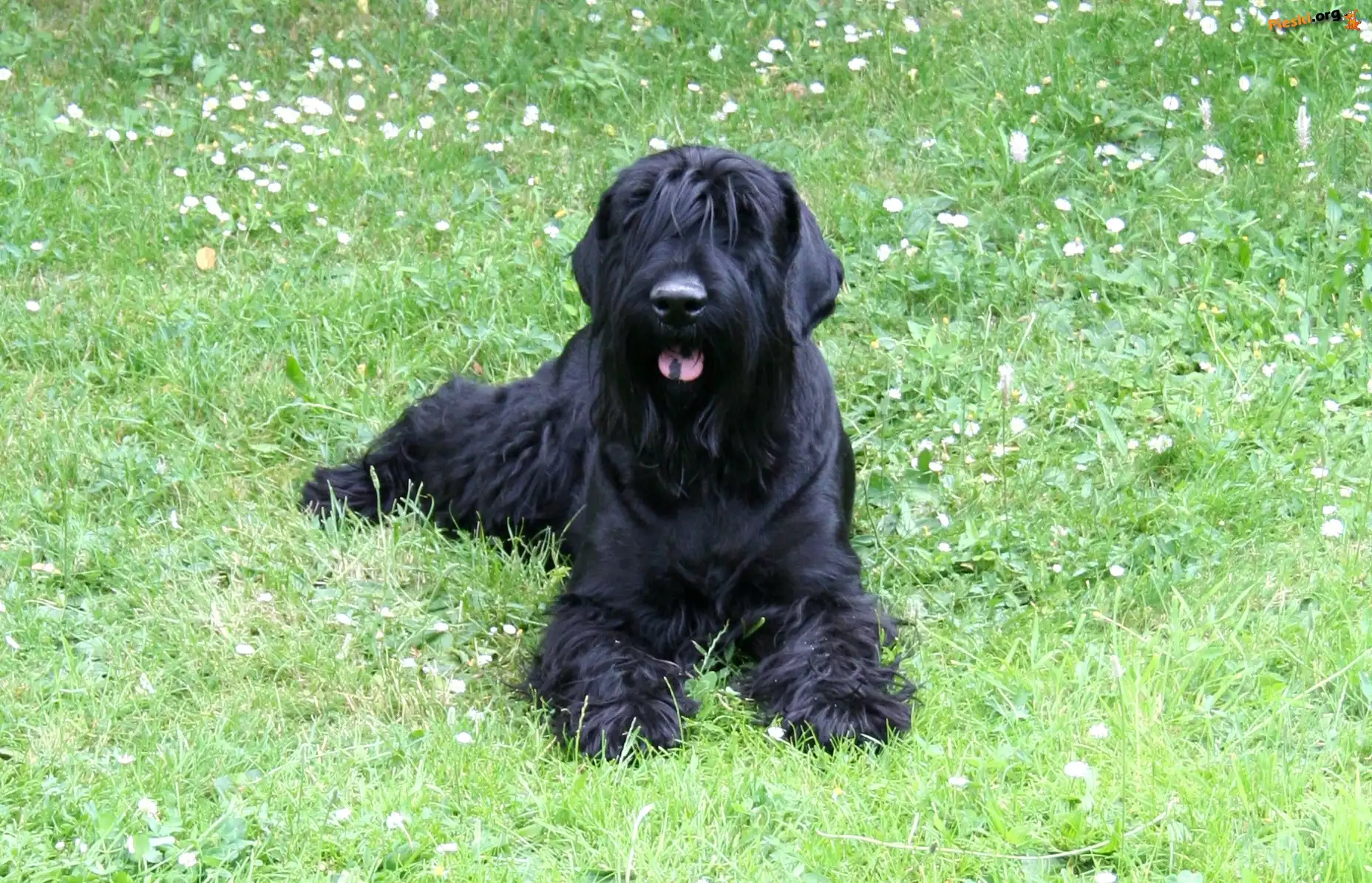 Czarny, Terrier, Łąka