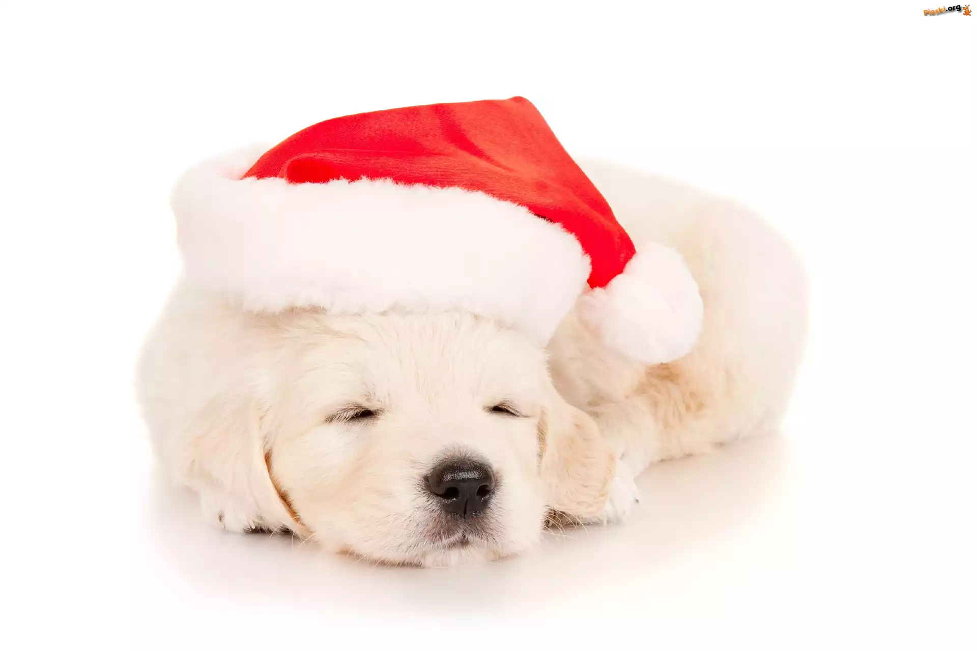 Czapka, Szczeniaczek, Golden retriever, Mikołaja