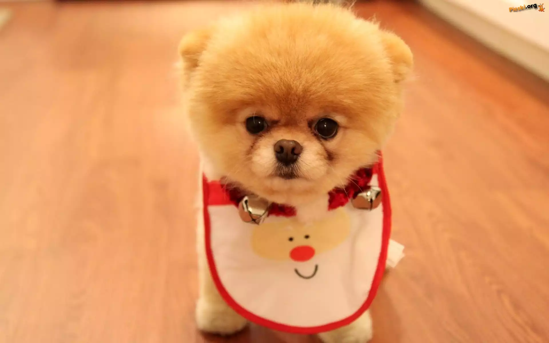 Pomeranian, Piesek, Słodki, Szpic miniaturowy, Śliniaczek