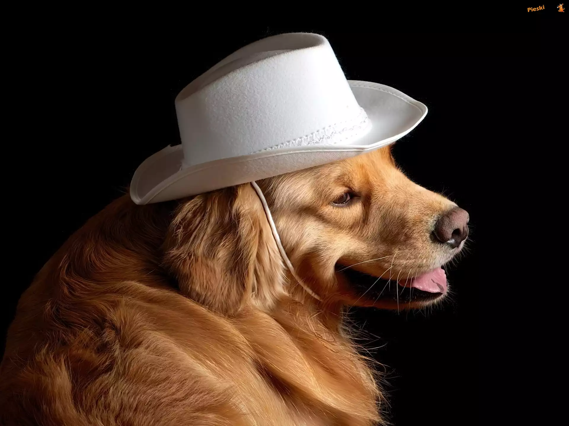 Pies, Biały, Kapelusz, Golden Retriever