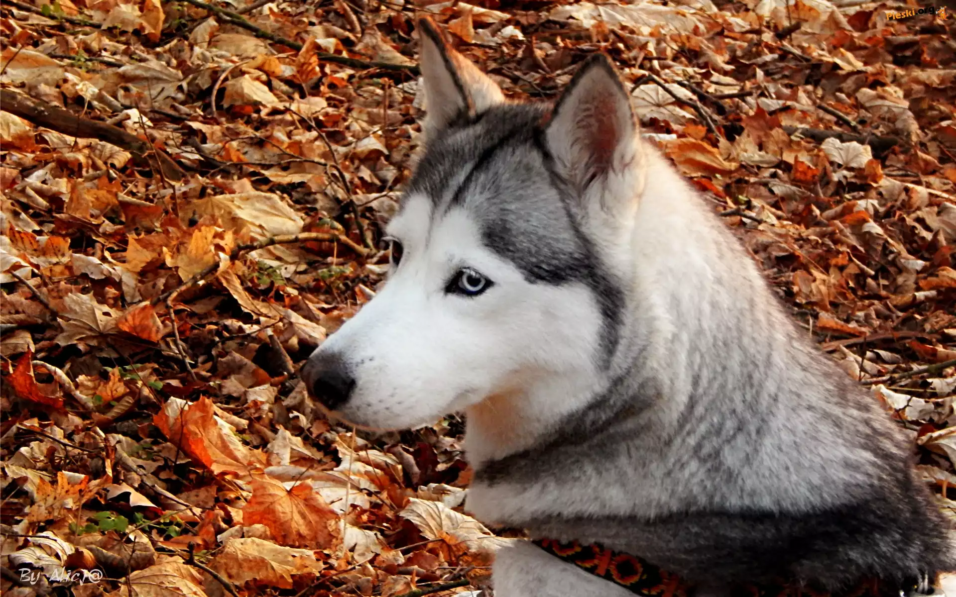 Husky, Suche, Liście