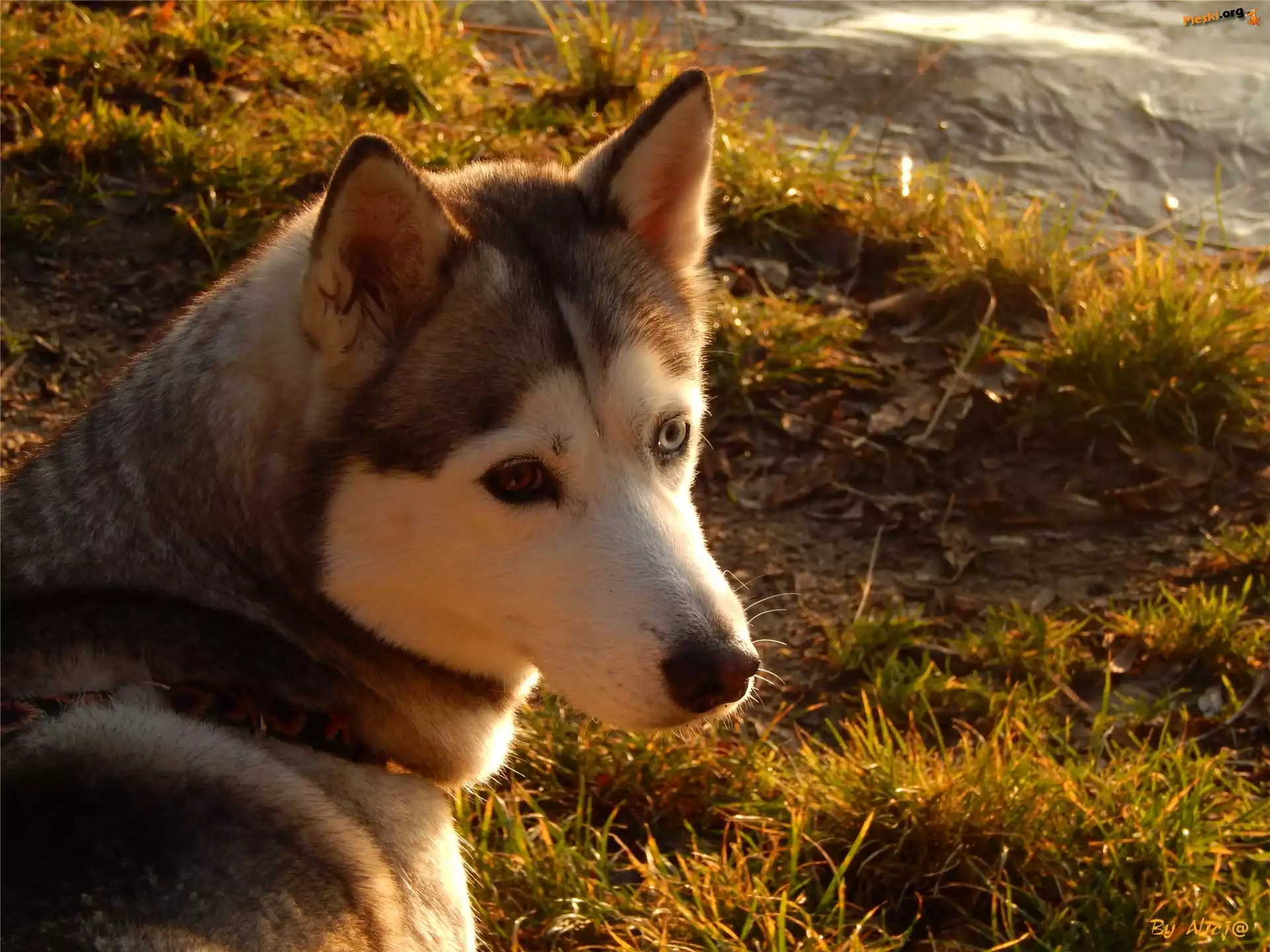 Husky, Spojrzenie, Trawa