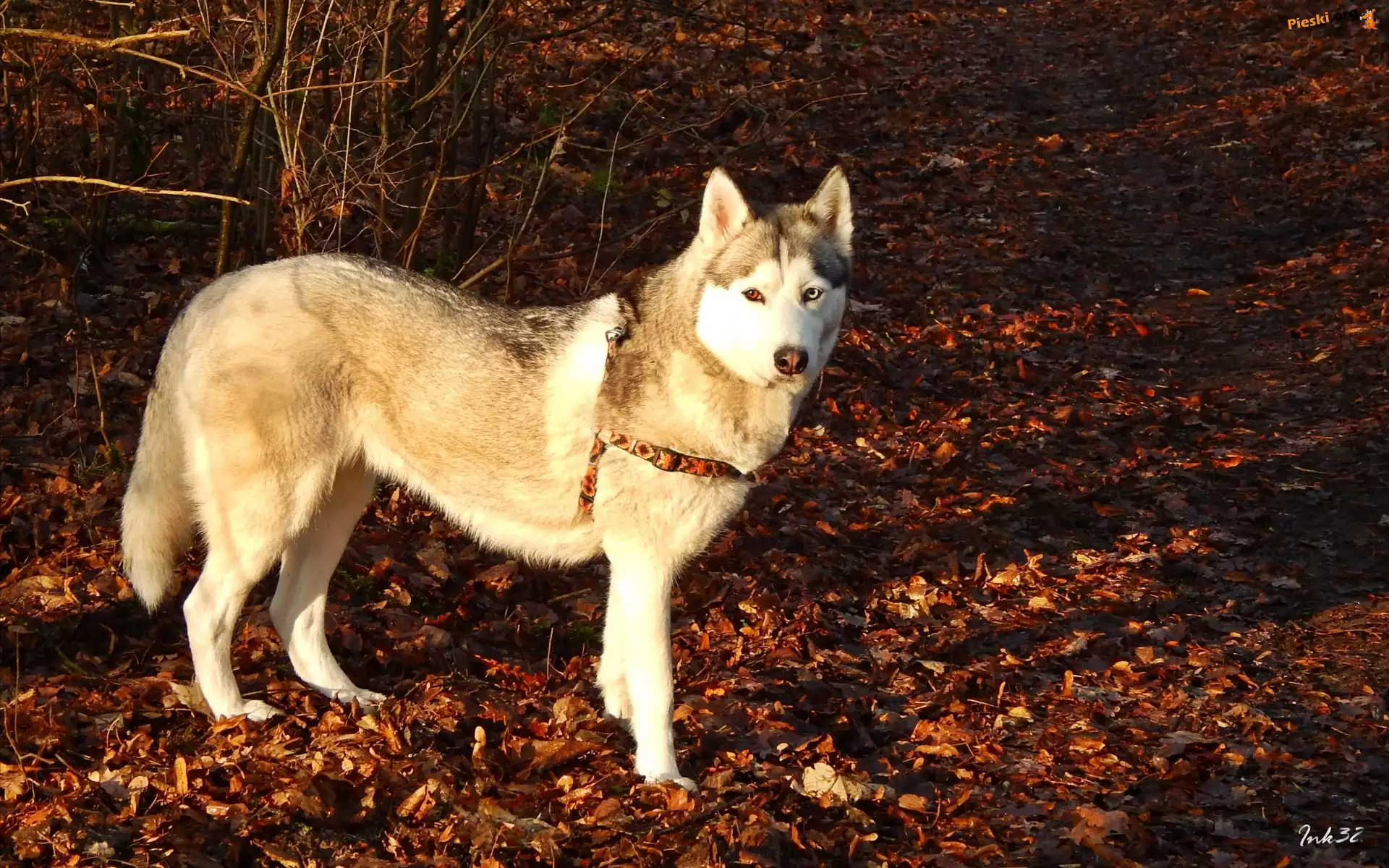 Suche, Siberian, Husky, Liście