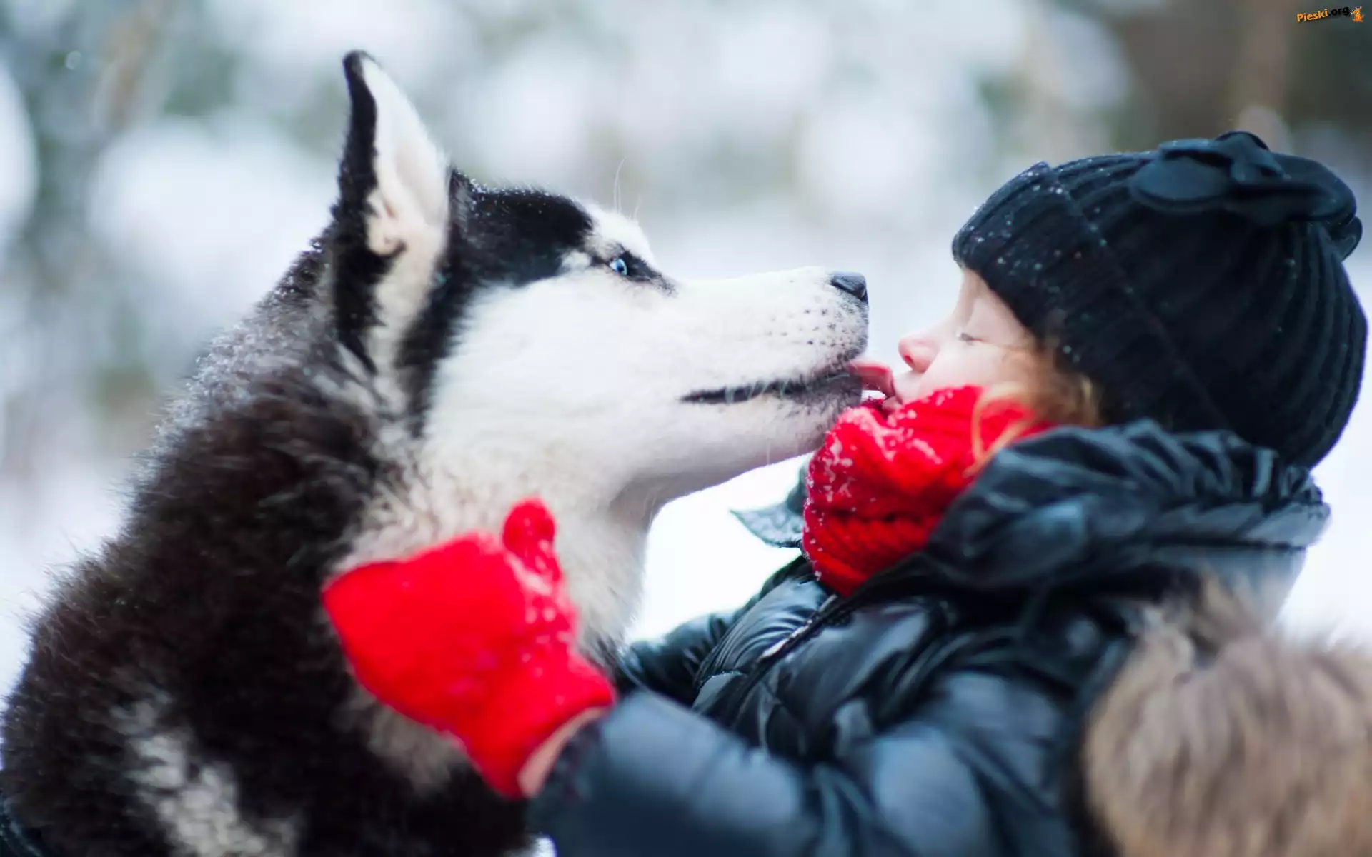 Park, Husky, Dziewczynka, Przyjazń, Zima