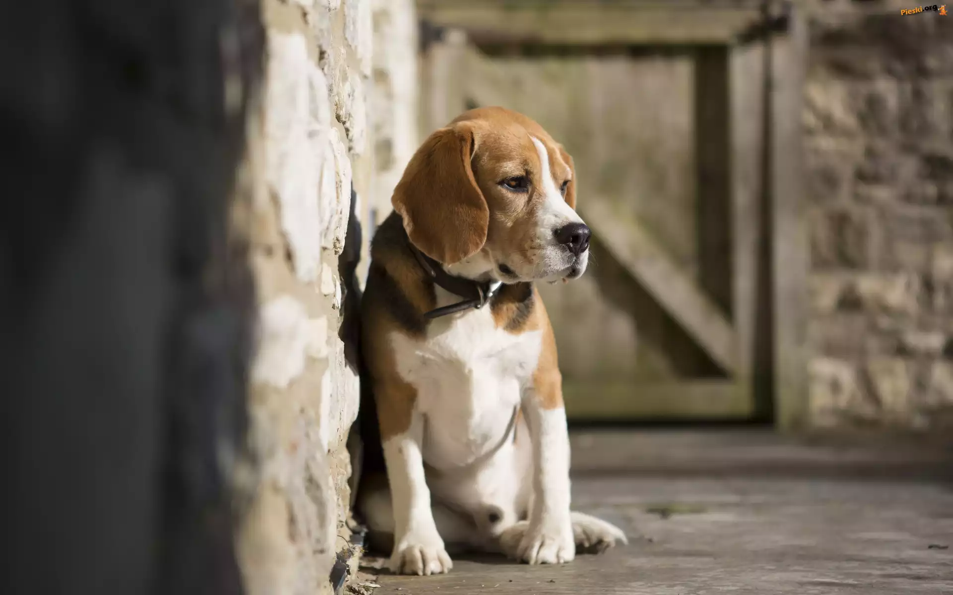 Ściana, Pies, Beagle, Obroża