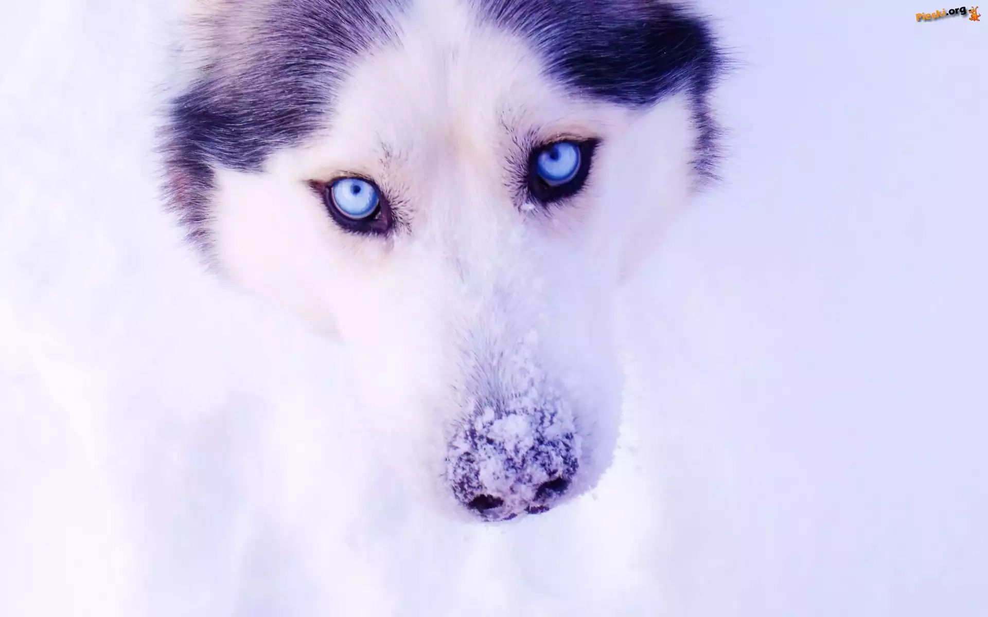 Zima, Pies, Siberian Husky, Śnieg