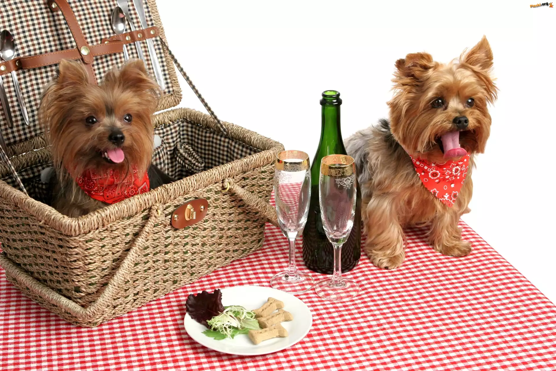 Kosz, Pieski, Dwa, Yorkshire Terrier, Piknik