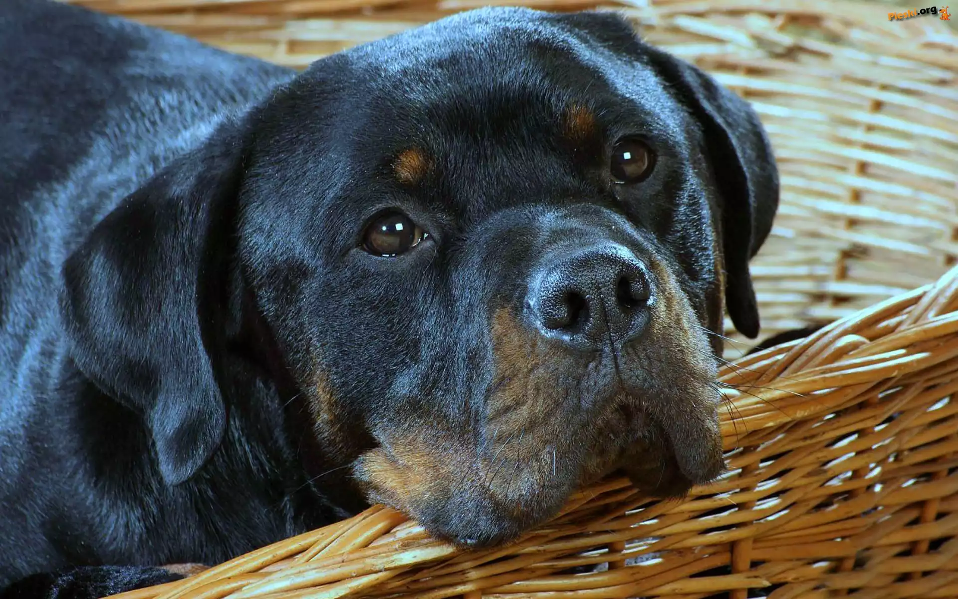 Rottweiler, Koszyk
