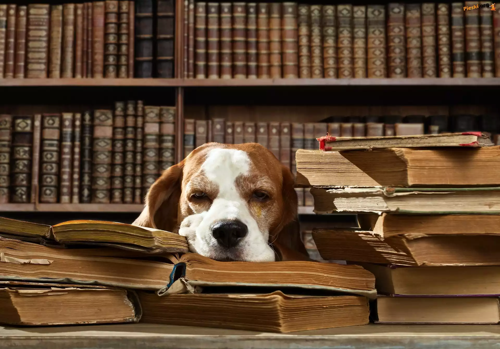 Biblioteczka, Pies, Śpiący, Książki, Śmieszne