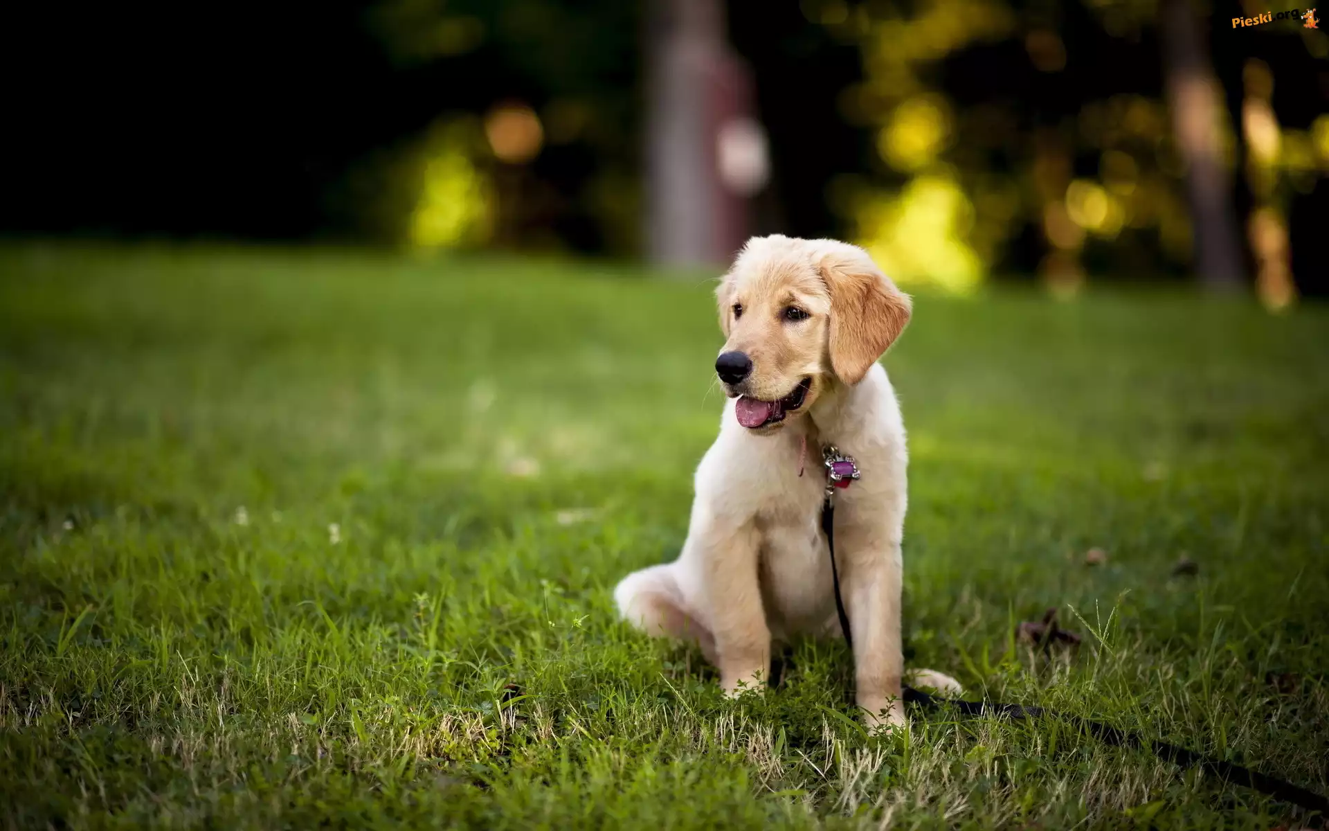 Golden Retriever, Szczeniak, Smycz