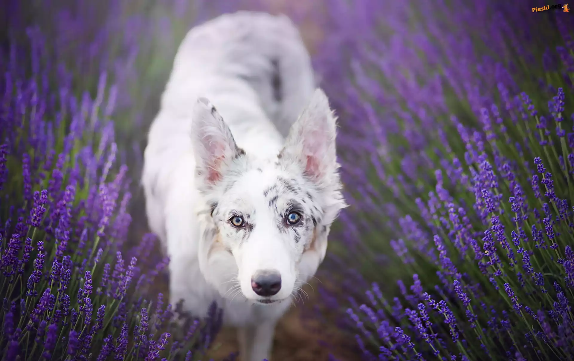 Border collie, Lawenda