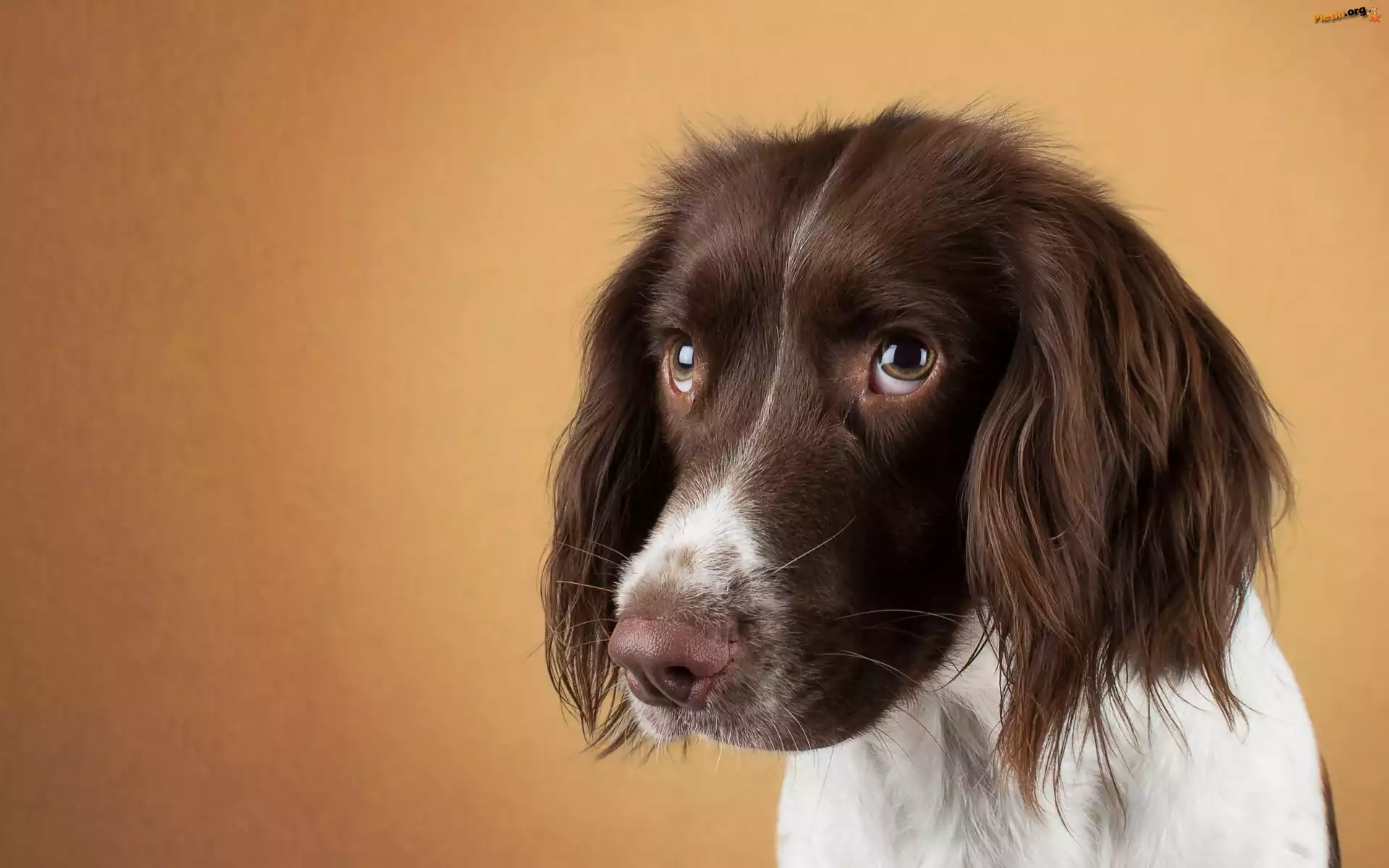 Springer Spaniel, Smutne, Spojrzenie