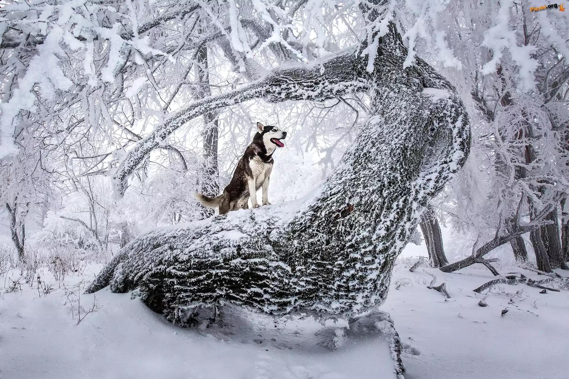 Pies, Zaśnieżone, Zima, Drzewa, Siberian Husky