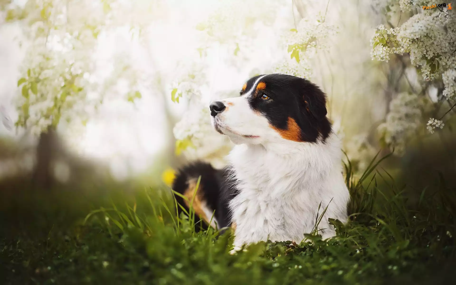Australian shepherd, Leżący, Owczarek Australijski, Kwiaty