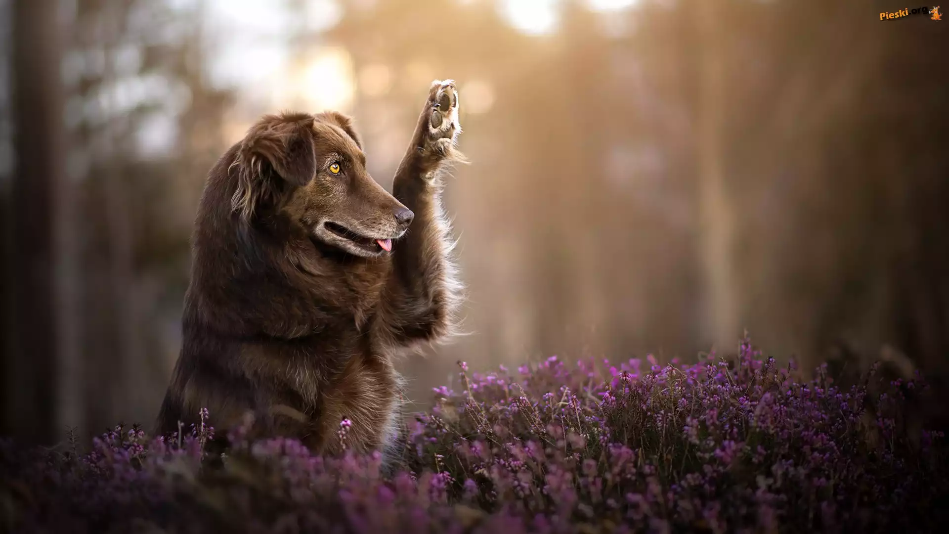 Owczarek australijski, Wrzos, Pies, Brązowy, Australian shepherd