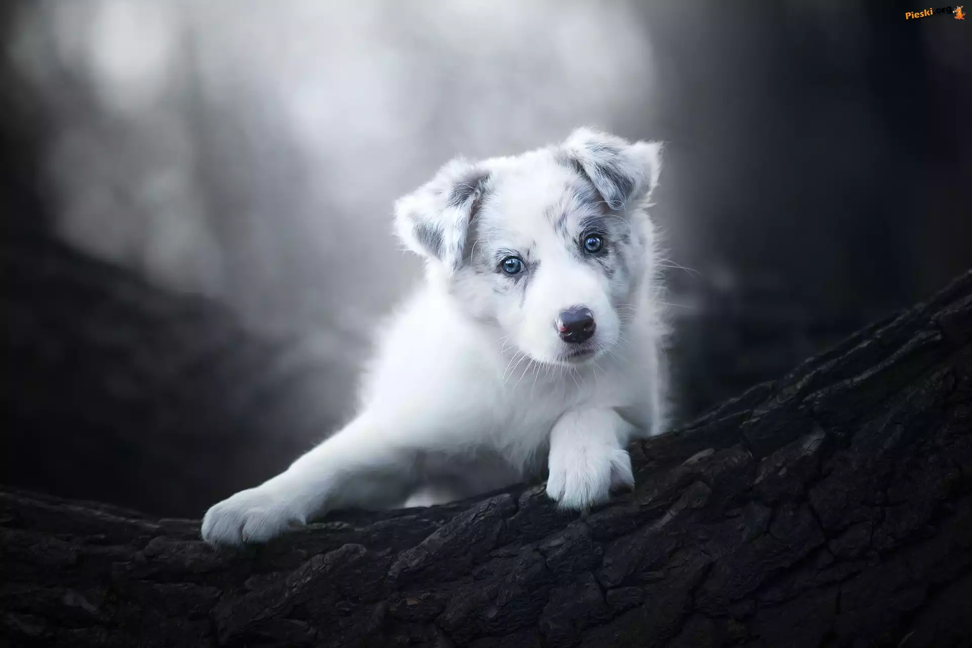 Szczeniak, Rozmyte, Kora, Border collie, Drzewo, Tło