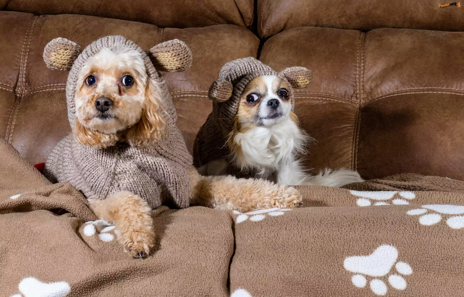 Ubranka, Pudel, Chihuahua, Sofa