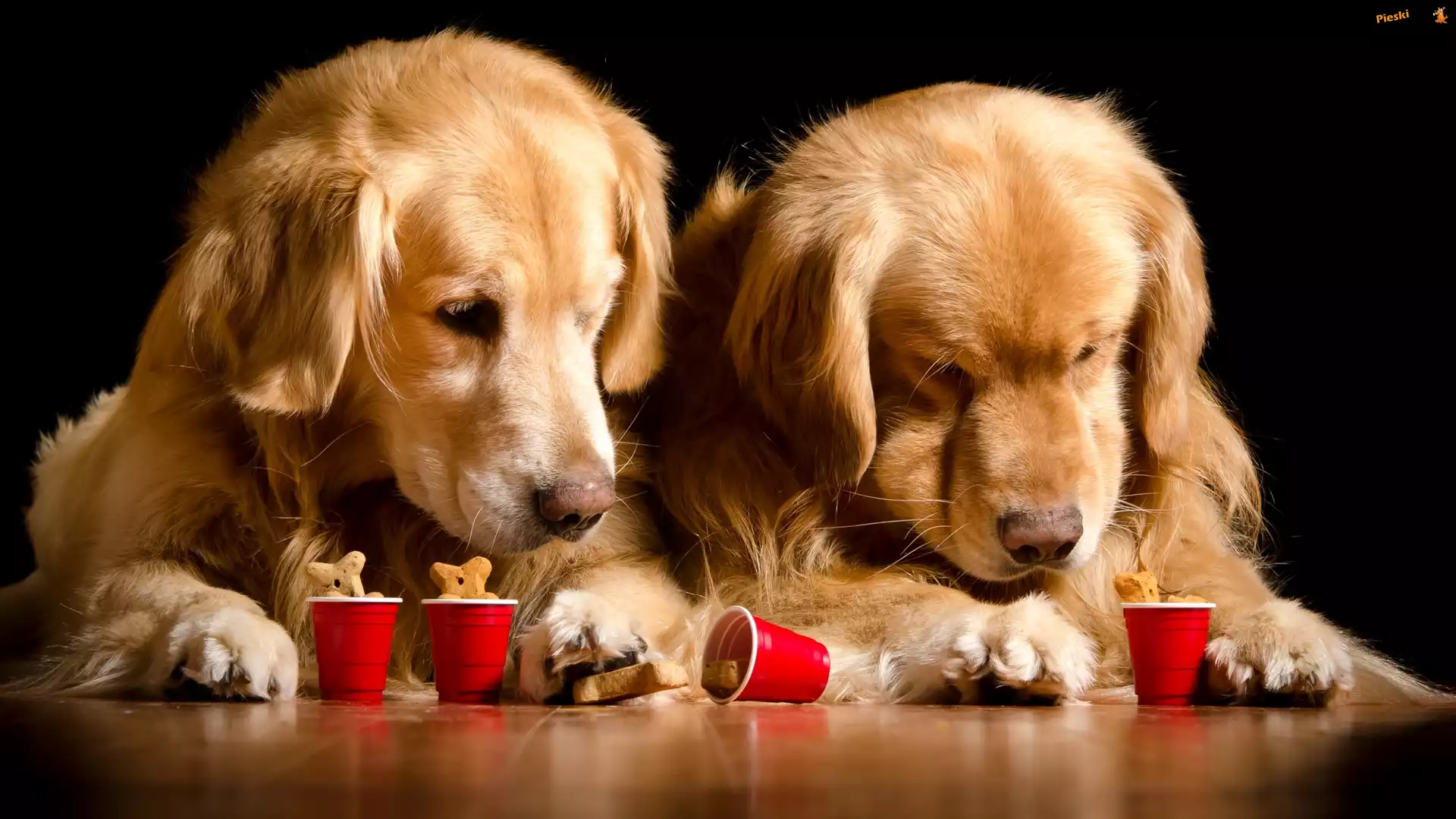 Golden retriever, Dwa, Psy, Kubeczki