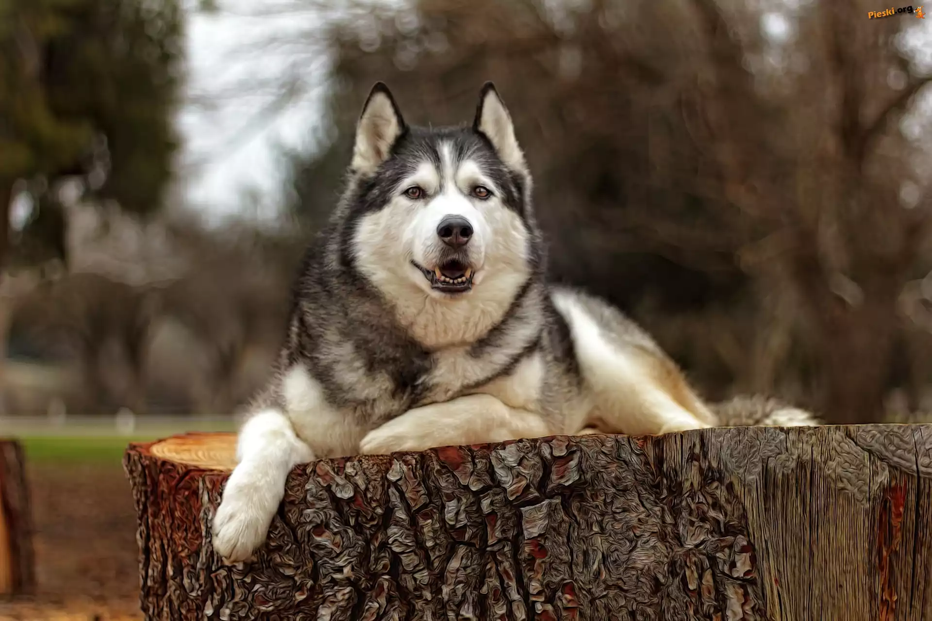 Pień, Pies, Siberian husky, Efekt graficzny