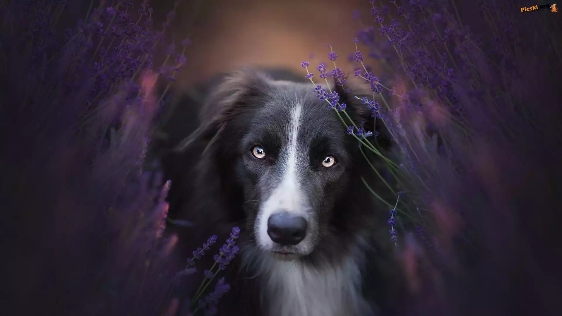 Mordka, Pies, Border collie, Lawenda