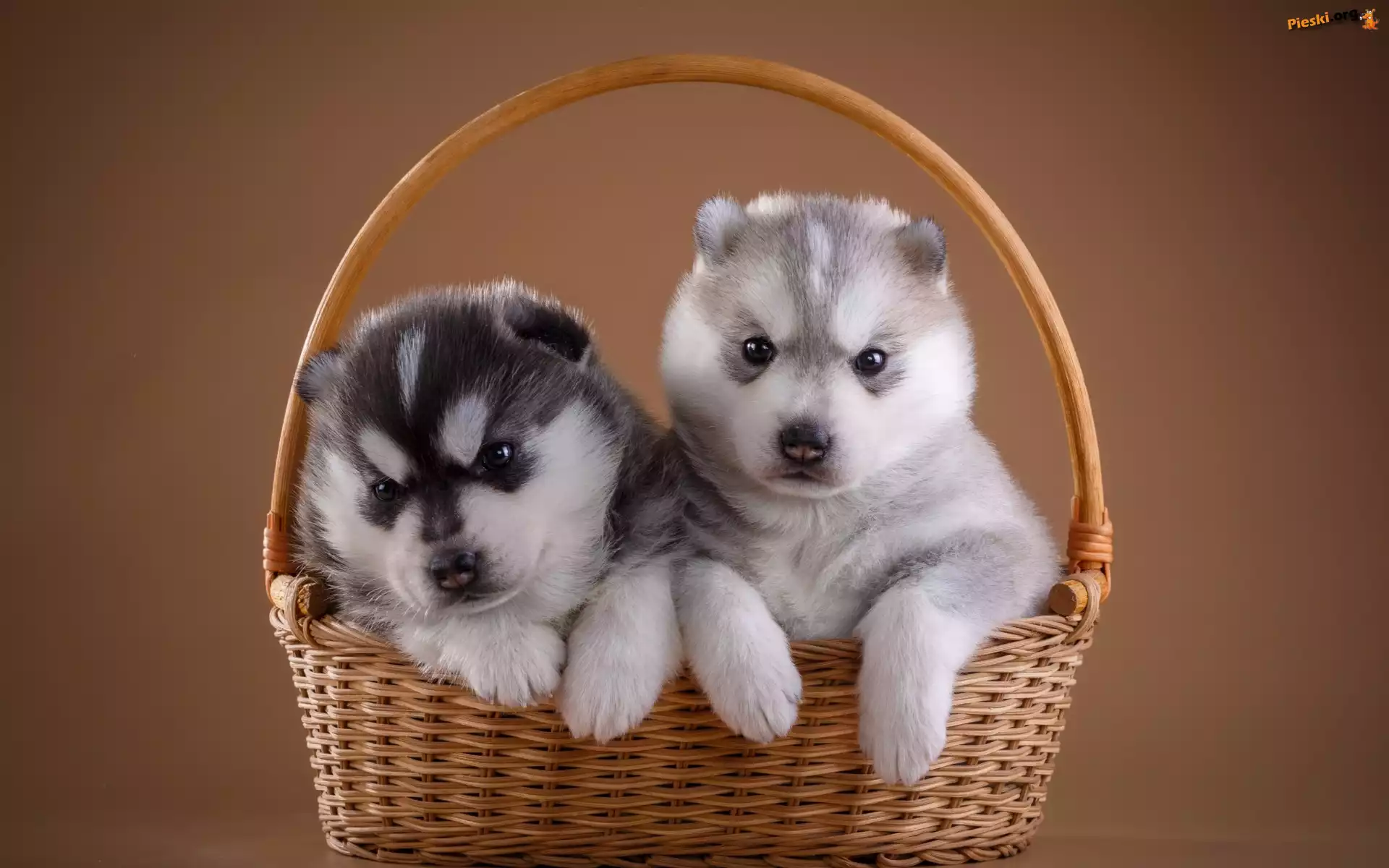 Szczeniaki, Siberian husky, Psy, Koszyk, Słodkie