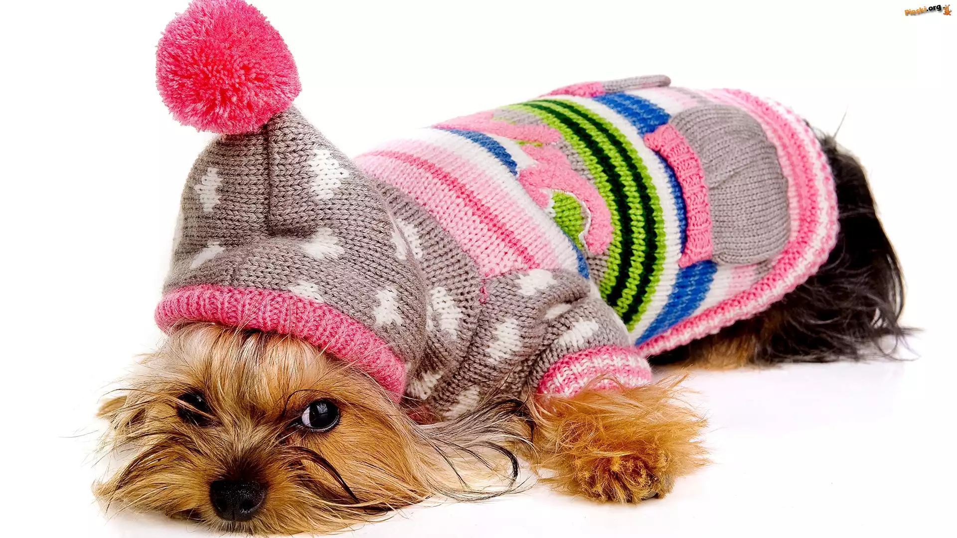 Pies, Yorkshire terrier, Ubranko