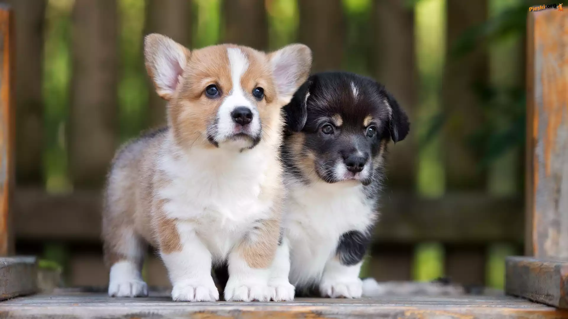 Welsh corgi pembroke, Psy, Dwa, Szczeniaki, Welsh corgi cardigan