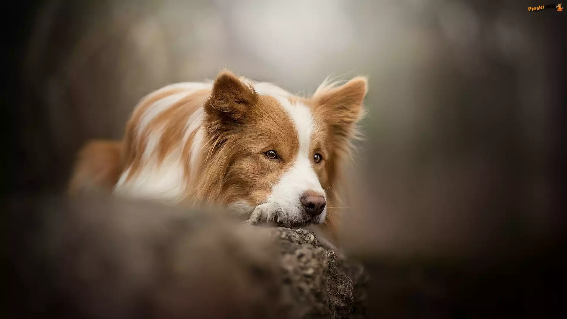 Mordka, Pies, Border collie, Skała