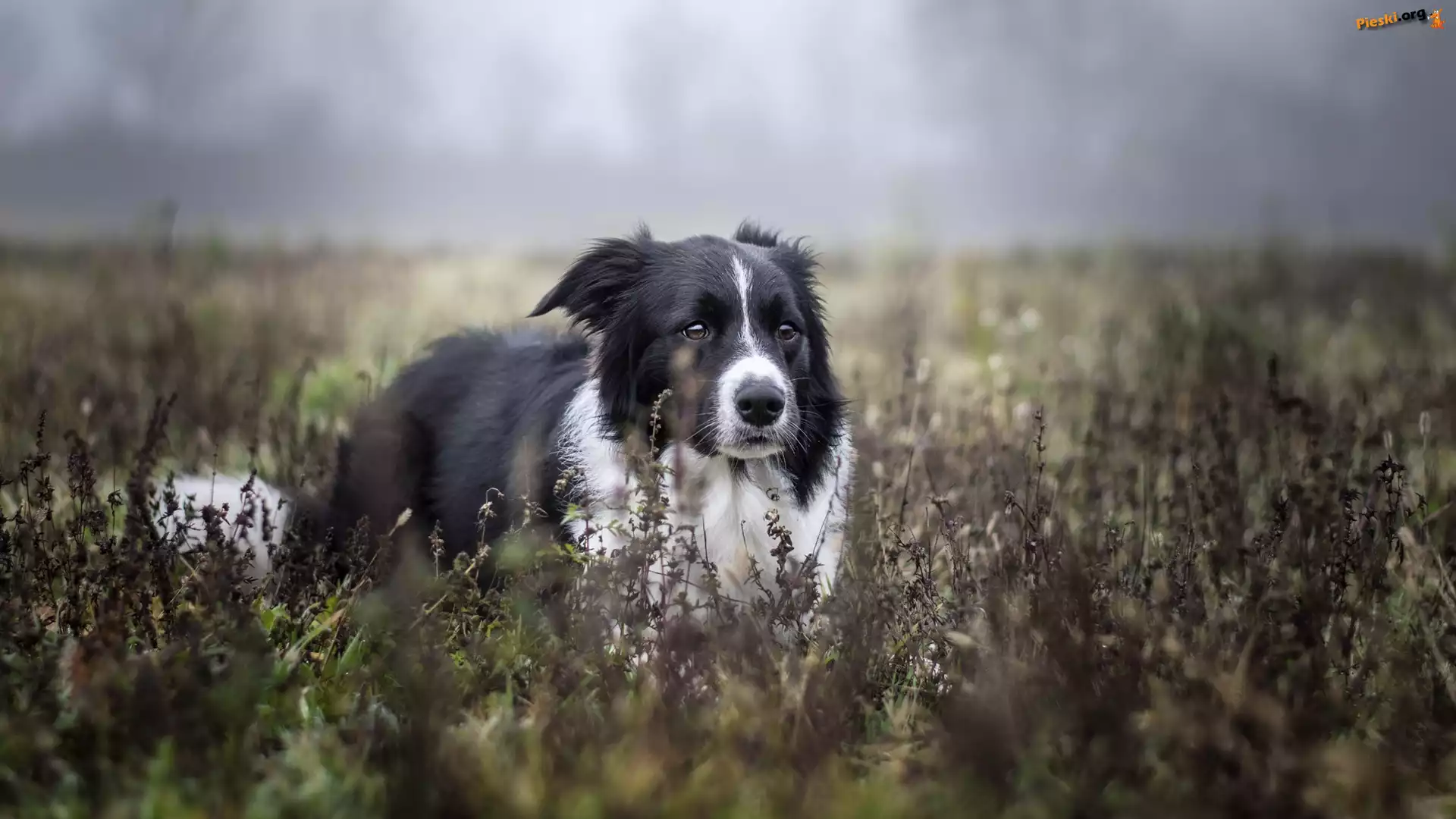 Biało-czarny, Pies, Border collie, Rośliny