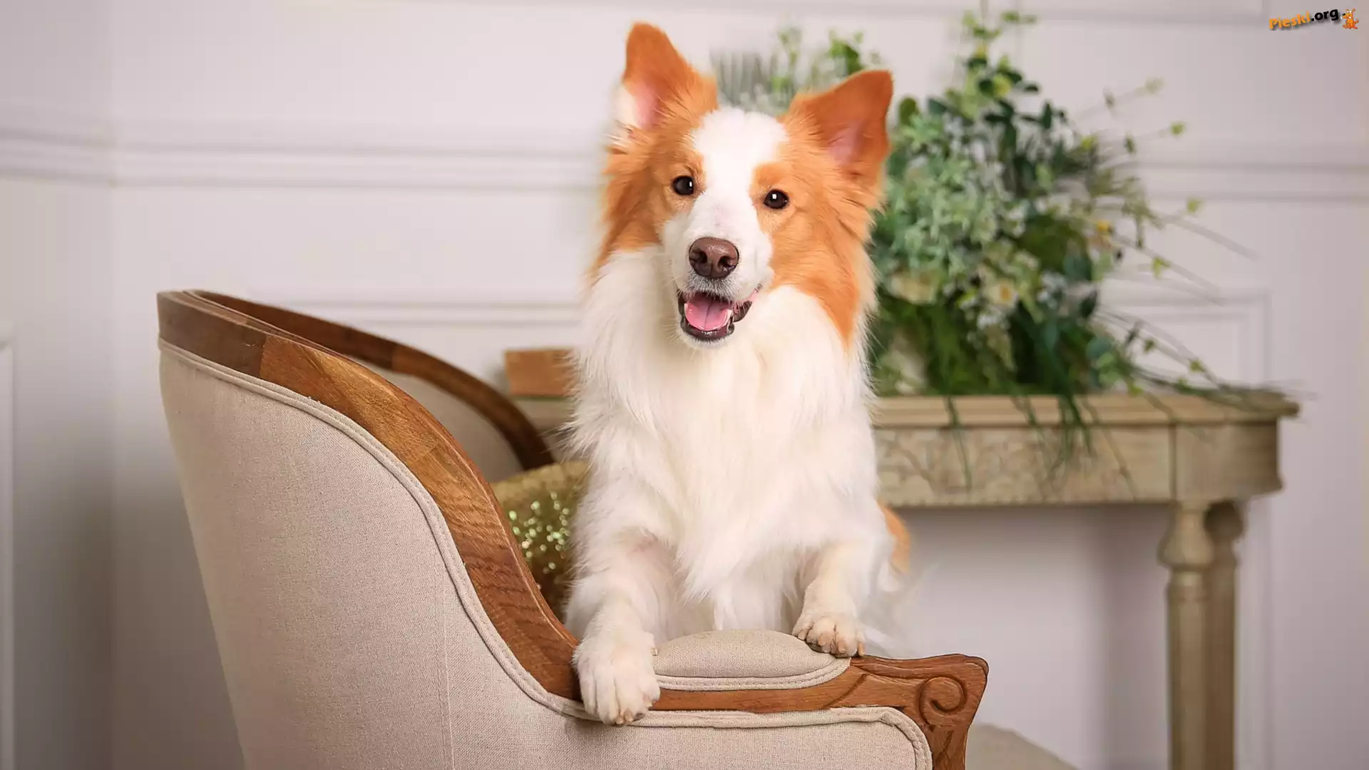 Pies, Stolik, Fotel, Border collie, Mordka, Kwiaty