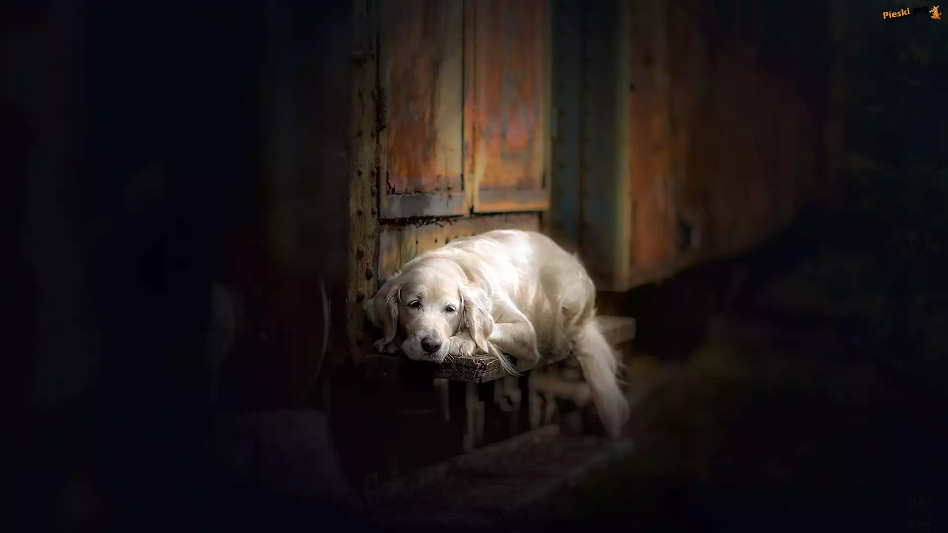 Pies, Golden retriever, Ławka