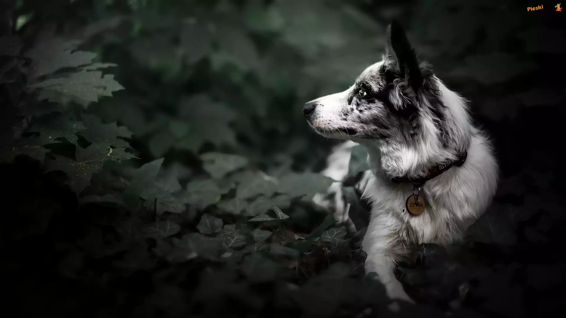 Liście, Border collie, Pies, Mordka, Bluszcz
