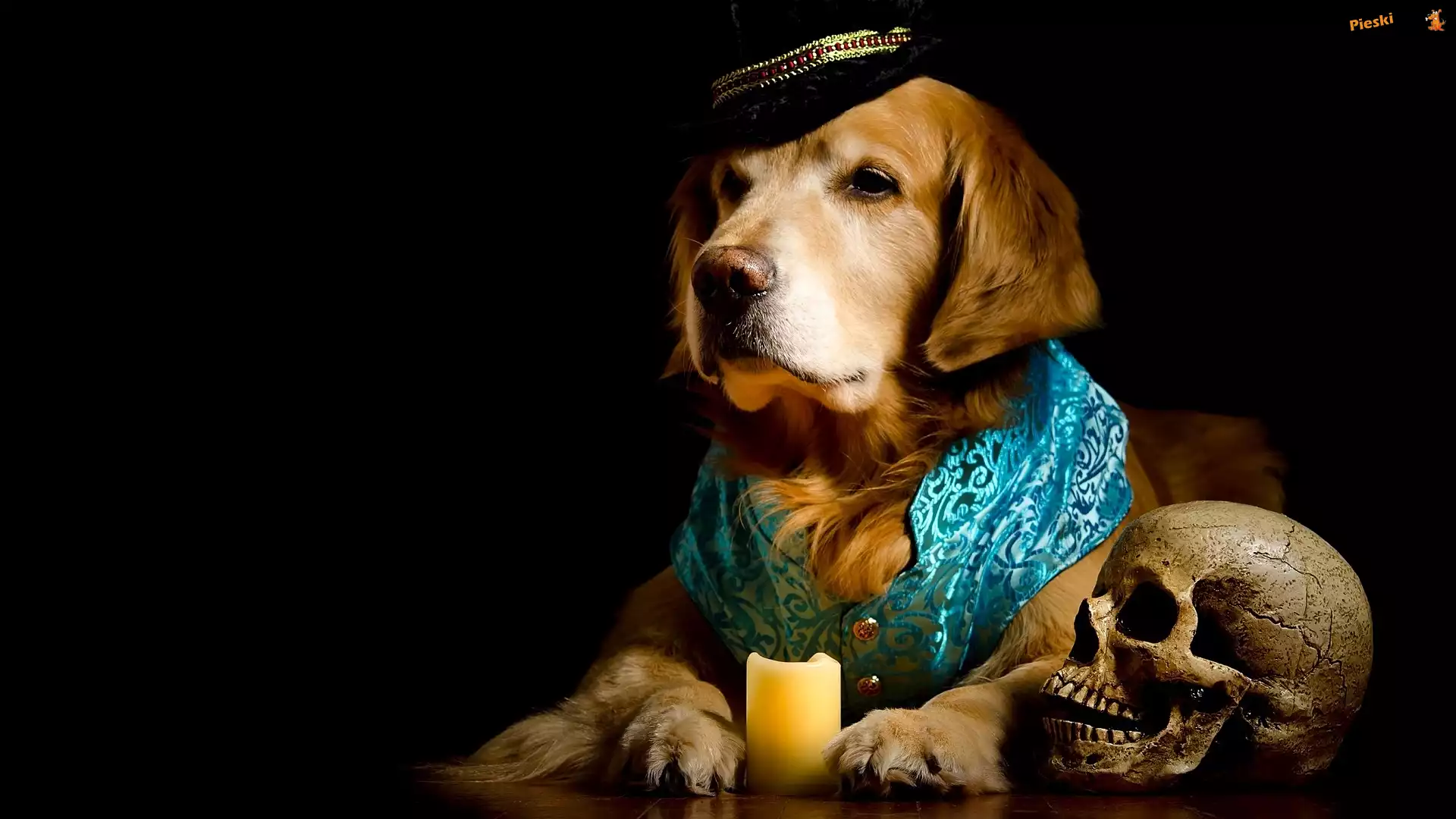 Świeca, Czapka, Golden retriever, Ubranko, Czaszka