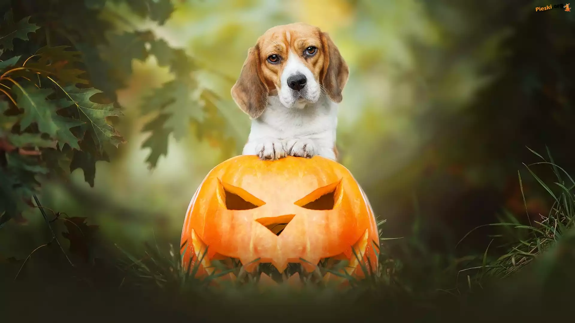 Dynia, Pies, Beagle, Halloween
