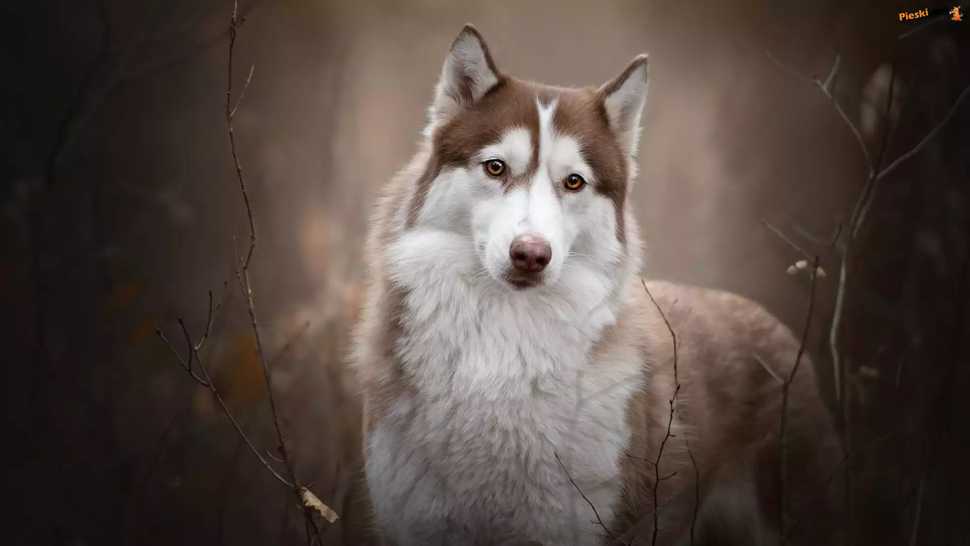Brązowo-biały, Pies, Siberian husky