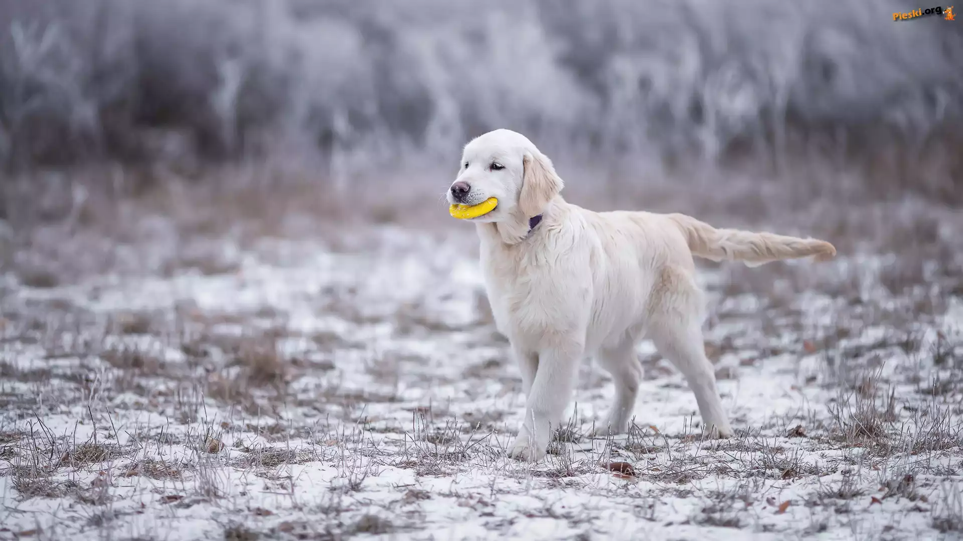Golden Retriever, Zabawka, Pies, Szczeniak, Śnieg