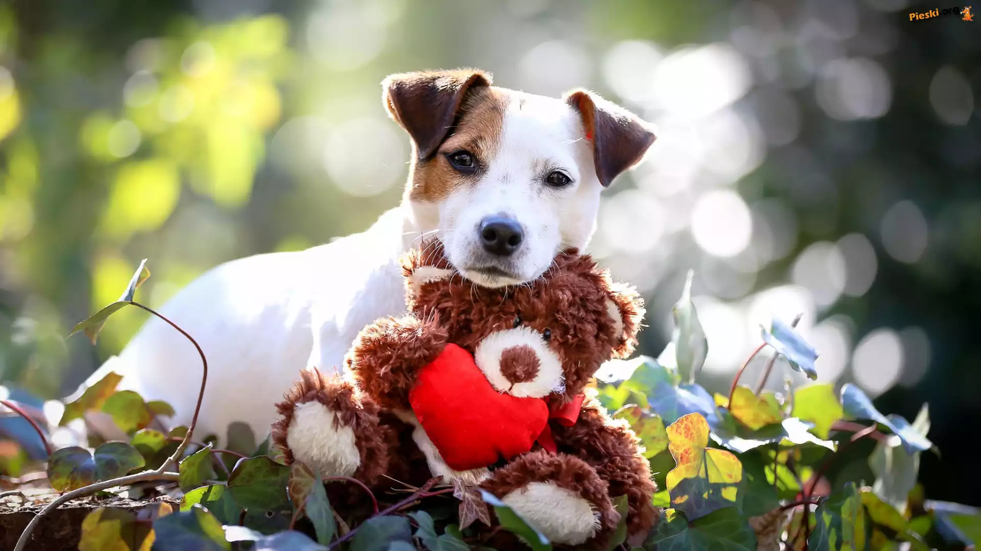 Pluszowy, Jack Russell terrier, Pies, Zabawka, Miś