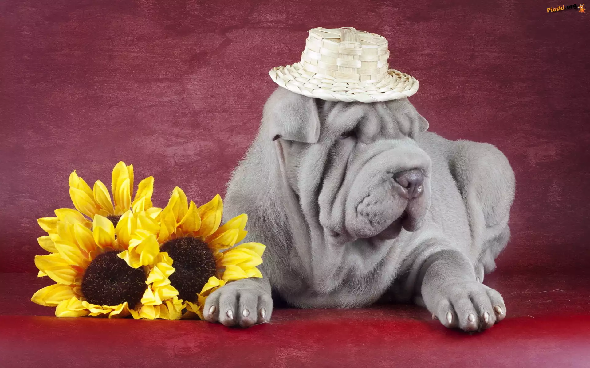 Kapelusz, Shar pei, Pies, Słomkowy, Słoneczniki