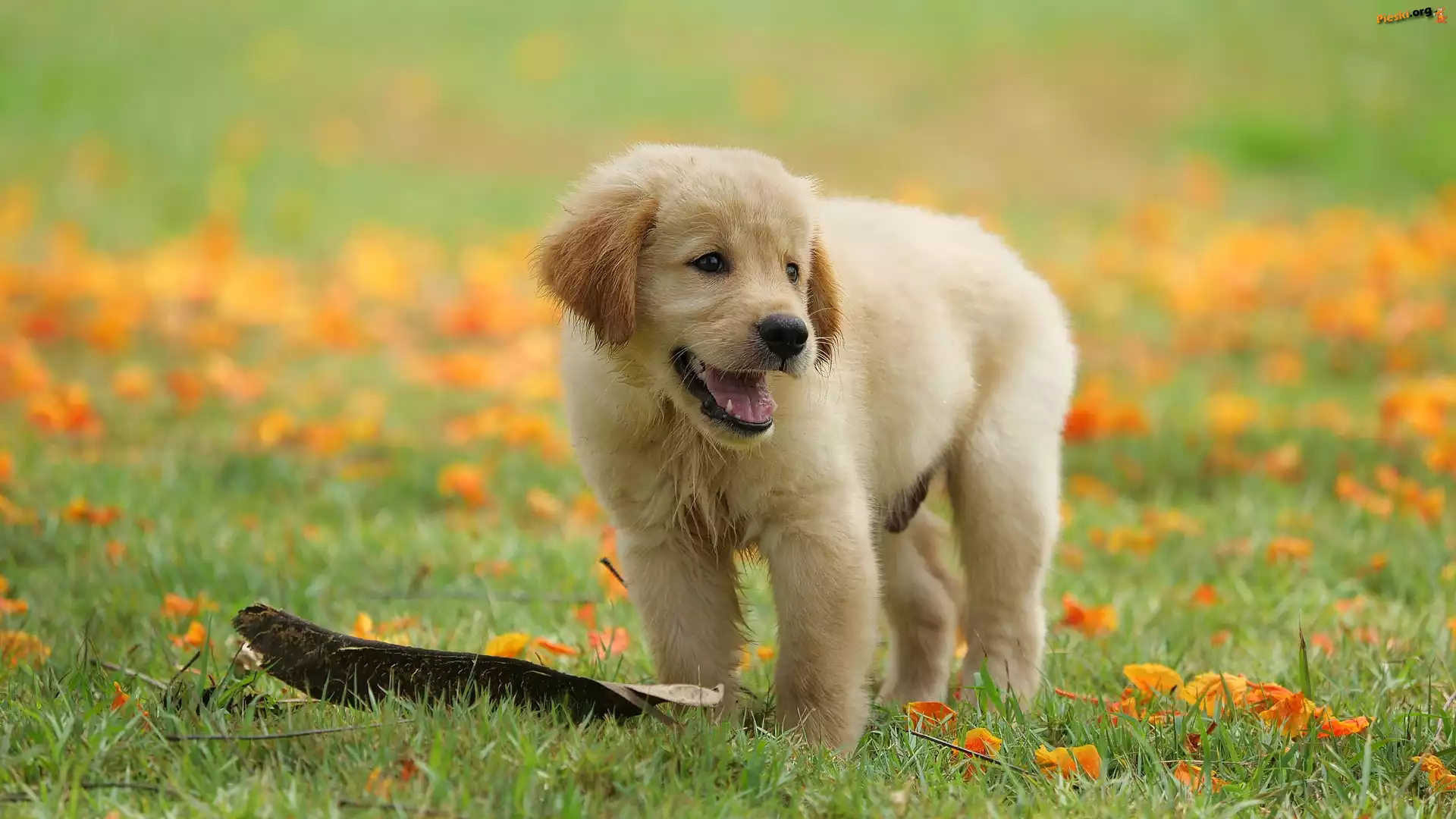 Łąka, Szczeniak, Pies, Golden retriever, Liście