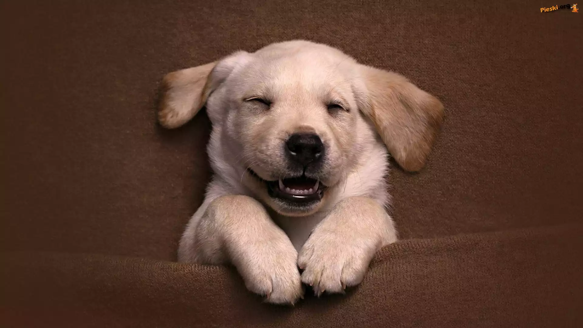 Labrador retriever, Pies, Szczeniak, Sen