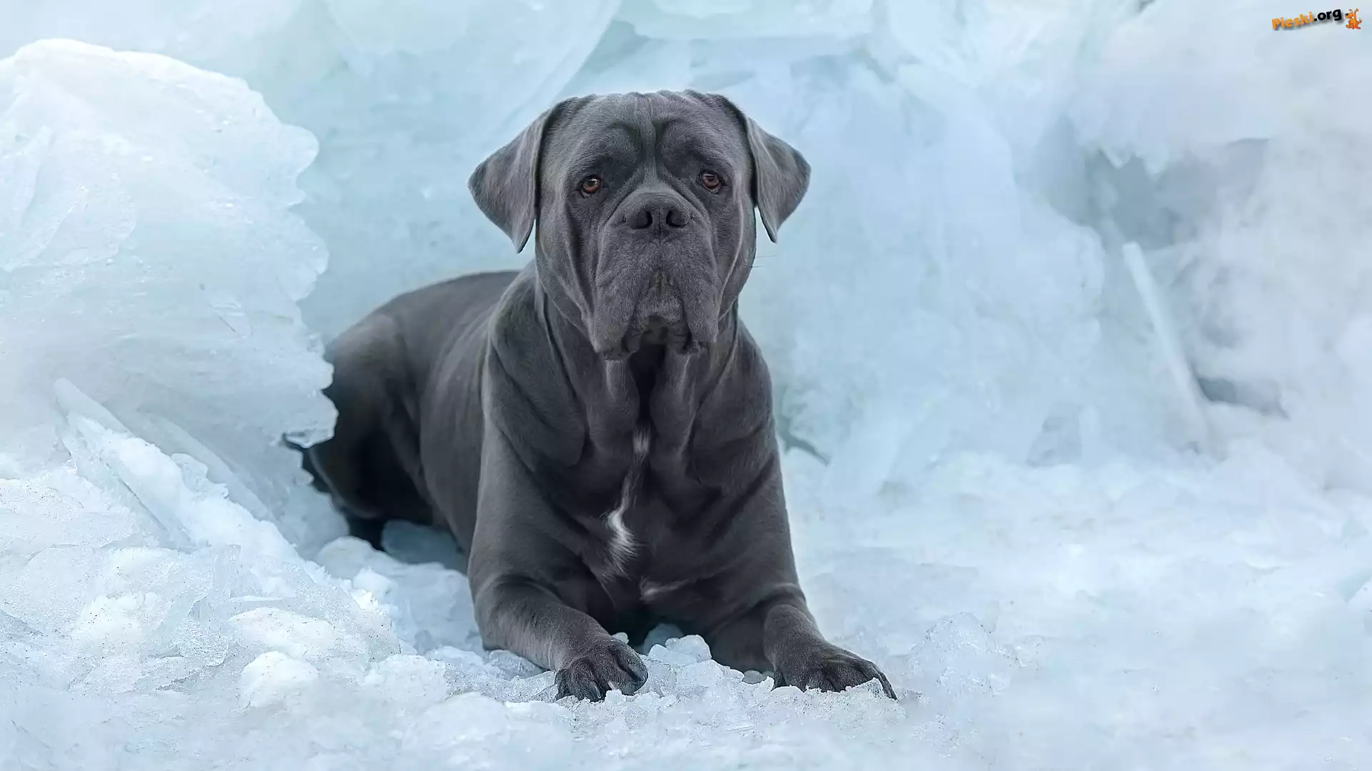 Cane corso, Grafitowy, Pies, Lód