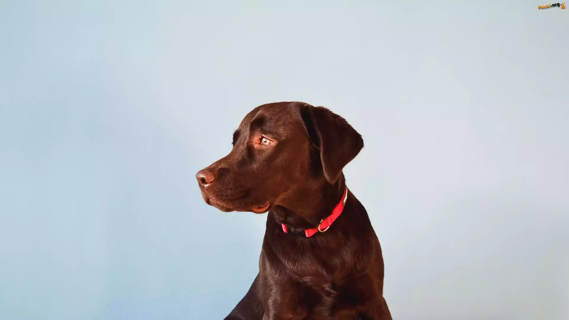 Czerwona, Pies, Brązowy, Labrador retriever, Obroża